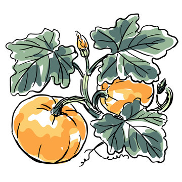 Hand-drawn vector illustration of a pumpkin plant with leaves
