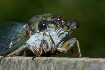 Face of a cicada closeup