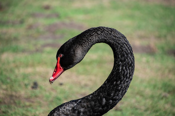 Portrait of a single black swan in the meadow