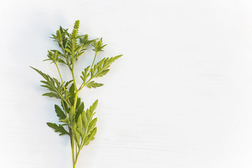 Ragweed bushes. Ambrosia artemisiifolia dangerous allergy-causing plant on a white wooden background . Weed bursages and burrobrushes whose pollen is deadly for allergy sufferers