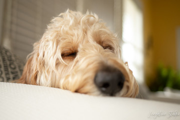sleeping dog, sleeping golden doodle, tired dog, 
