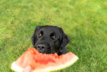 A newfoundland dog looking at watermelon