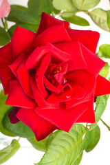 A Red Rose In Full Bloom With Green Leaves