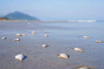Peixes mortos na beira da praia. Contaminação das águas. Pescaria preddatória.