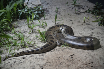 Cobra piton se preparando para atacar