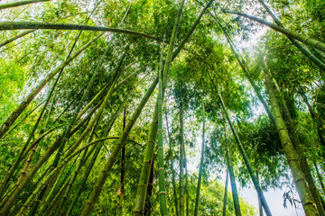 Obraz na płótnie Canvas bambú guadua