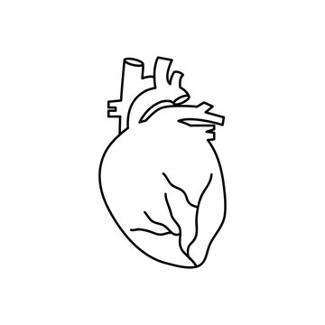 human body concept, anatomical heart icon, line style