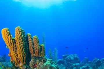 Fotobehang A tropical coral reef scene set against the perfect blue of the Caribbean sea © drew