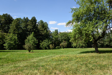 trees in the park