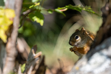 Naklejka na ściany i meble North American Red Squirrel eating in wild natural setting