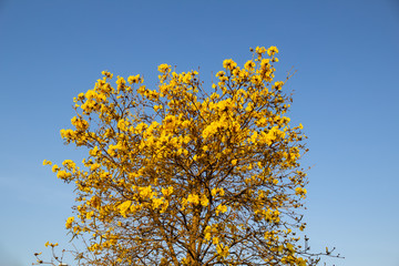 Ipê amarelo carregado de flores com céu azul.