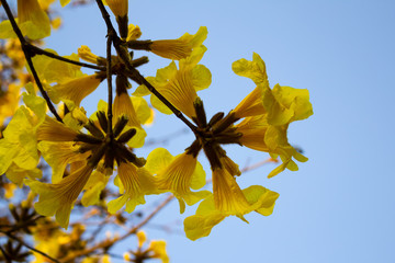 Flores de ipê amarelo com céu azul ao fundo.