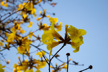 Cachos de flores amarelas em galhos de ipê.