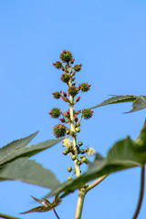 Castor beans plant on field in Brazil