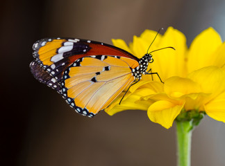 Obraz premium Macro shots, Beautiful nature scene. Closeup beautiful butterfly sitting on the flower in a summer garden. . Monarch, Danaus plexippus is a milkweed butterfly (subfamily Danainae) in the family Nympha