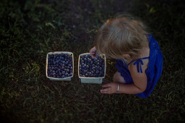 blueberries 