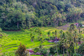 Fototapeta na wymiar rice fields between Sipirok and Bukittanggga on Sumatra, Indonesia