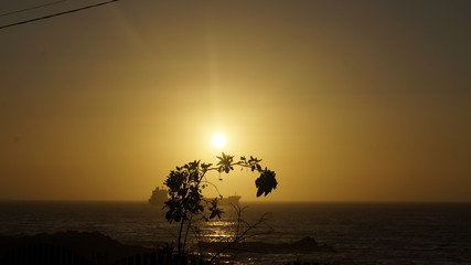 Flor del atardecer 