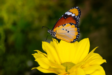 Macro shots, Beautiful nature scene. Closeup beautiful butterfly sitting on the flower in a summer garden. . Monarch, Danaus plexippus is a milkweed butterfly (subfamily Danainae) in the family Nympha