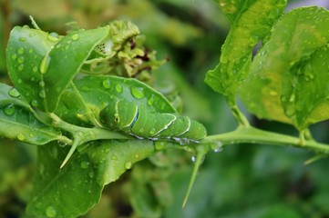 今年はライムの木に現る　蝶の幼虫　夏