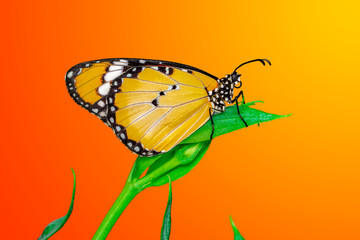 Macro shots, Beautiful nature scene. Closeup beautiful butterfly sitting on the flower in a summer garden. . Monarch, Danaus plexippus is a milkweed butterfly (subfamily Danainae) in the family Nympha
