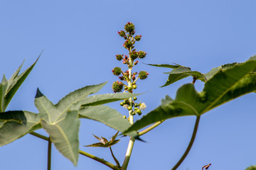 Castor beans plant on field in Brazil
