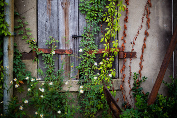 old wooden shutter in savannah Georgia with a vine growing on top of this vintage window 