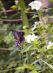 Butterflies are insects in the macrolepidopteran clade Rhopalocera from the order Lepidoptera, which also includes moths. Adult butterflies have large, often brightly coloured wings, and conspicuous
