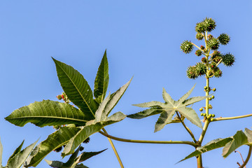 Castor beans plant on field in Brazil