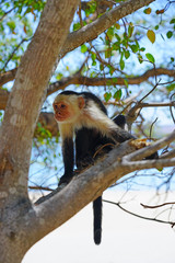 A white-headed capuchin monkey (cebus capucinus) on a tree  in Peninsula Papagayo, Guanacaste, Costa Rica