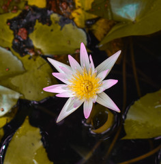 Nymphaeaceae is a family of flowering plants, commonly called water lilies. They live as...