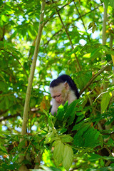 Fototapeta premium A white-headed capuchin monkey (cebus capucinus) on a tree in Peninsula Papagayo, Guanacaste, Costa Rica