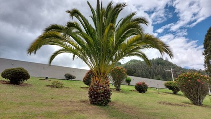 PALMERA DE LA SABANA BOYASENSE, COLOMBIA