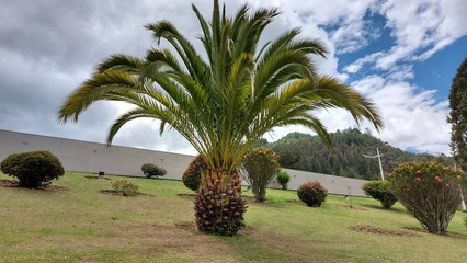 PALMERA DE TIERRA FRIA, BRILLA POR SU BELLEZA