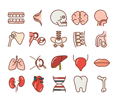 human body anatomy organs health teeth skull brain head liver icons collection line and fill