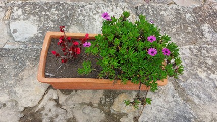 FLOR DEL CAMPO COLOMBIANO