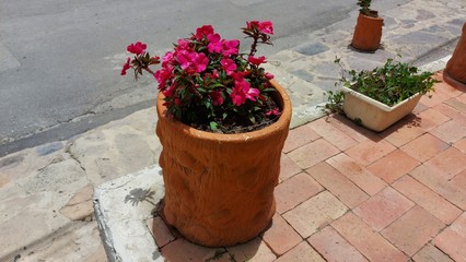 FLOR  DE MATERA DECORATIVA, COLOMBIA