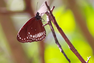 Butterflies are insects in the macrolepidopteran clade Rhopalocera from the order Lepidoptera, which also includes moths. Adult butterflies have large, often brightly coloured wings, and conspicuous, 