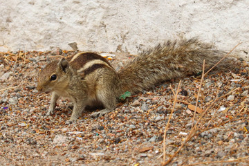 Squirrels are members of the family Sciuridae, a family that includes small or medium-size rodents. The squirrel family includes tree squirrels, ground squirrels, chipmunks, marmots, flying squirrels,