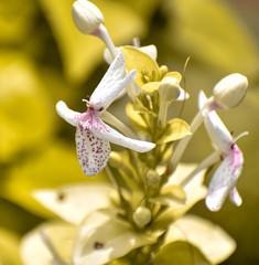 The Orchidaceae are a diverse and widespread family of flowering plants, with blooms that are often colourful and fragrant, commonly known as the orchid family. Along with the Asteraceae, they are one