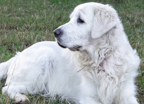 Closeup shot of a white Slovak cuvac dog