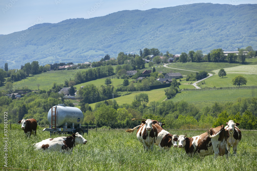 Poster herd of cows producing milk for gruyere cheese in france in the spring