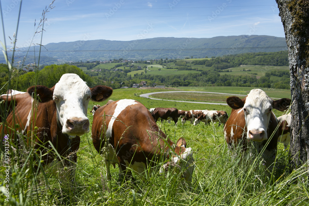 Poster herd of cows producing milk for gruyere cheese in france in the spring