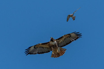 Red-tailed Hawk (Buteo jamaicensis) chased by an American Kestrel (Falco sparverius)