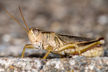 Two-striped Grasshopper (Melanoplus bivittatus), WA