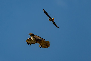 Red-tailed Hawk (Buteo jamaicensis) chased by an American Kestrel (Falco sparverius)