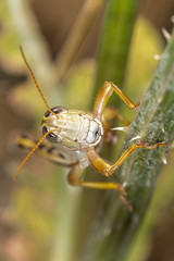 Two-striped Grasshopper (Melanoplus bivittatus), WA