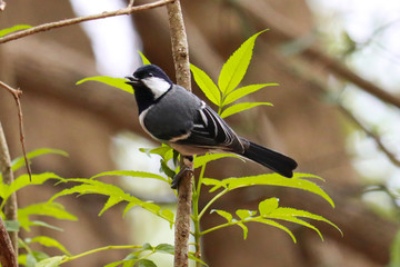 The Japanese tit, also known as the Oriental tit, is a passerine bird which replaces the similar great tit in Japan and the Russian Far East beyond the Amur River, including the Kuril Islands