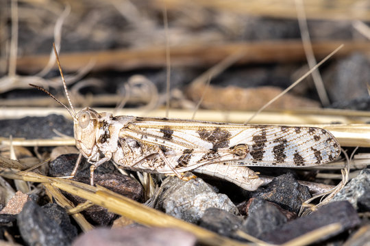 Leopard-spotted Grasshopper, WA