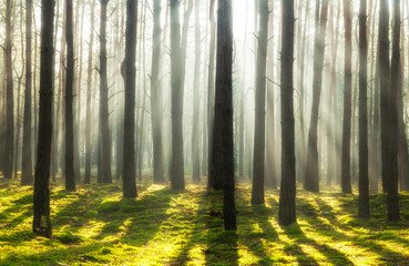 Obraz premium Beautiful morning in the forest